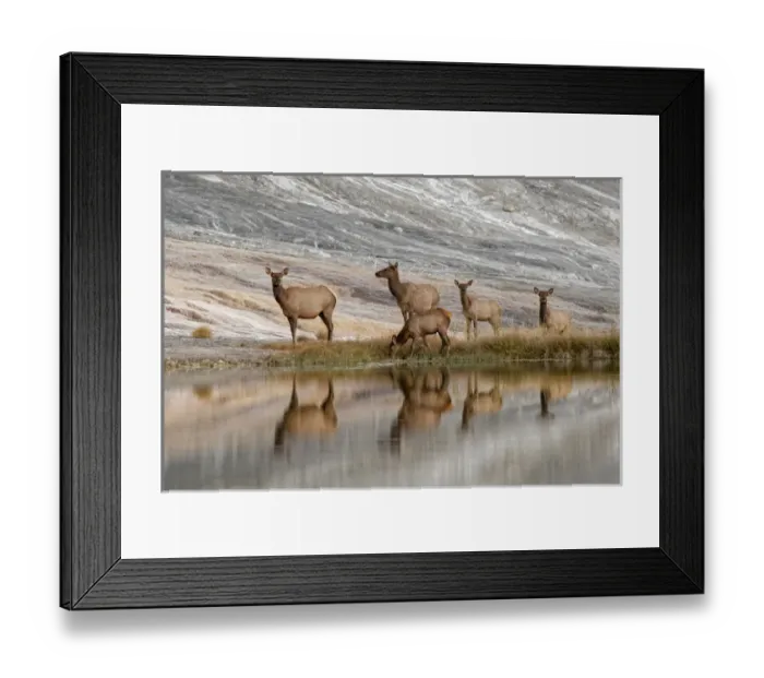 Framed Print : Herd of Elk and reflection, Canary Spring, Yellowstone National Park, Montana / Wyoming Framed Print : Herd of Elk and reflection, Canary Spring, Yellowstone National Park, Montana / Wyoming
