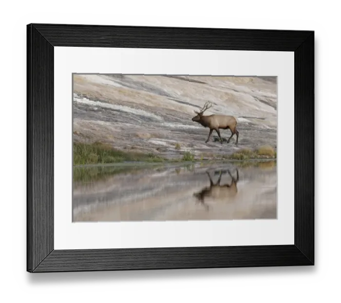 Framed Print : Bull Elk reflecting on pond at base of Canary Spring, Yellowstone National Park