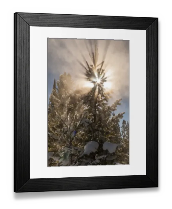 Framed Print : USA, Wyoming, Yellowstone National Park. Sunburst through tree in winter. Credit as Framed Print : USA, Wyoming, Yellowstone National Park. Sunburst through tree in winter. Credit as