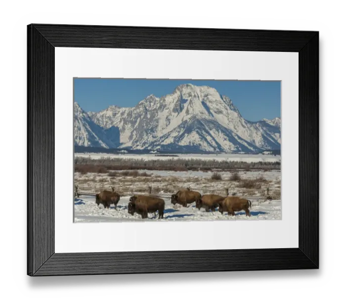 Framed Print : USA, Wyoming, Grand Teton National Park. Bisons and winter landscape