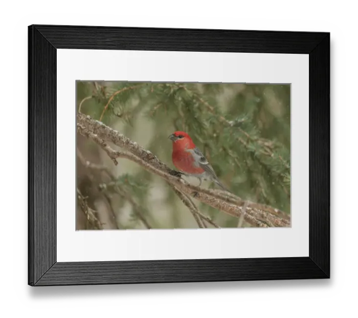 Framed Print : USA, Wyoming, Yellowstone National Park. Pine grosbeak bird in tree Framed Print : USA, Wyoming, Yellowstone National Park. Pine grosbeak bird in tree
