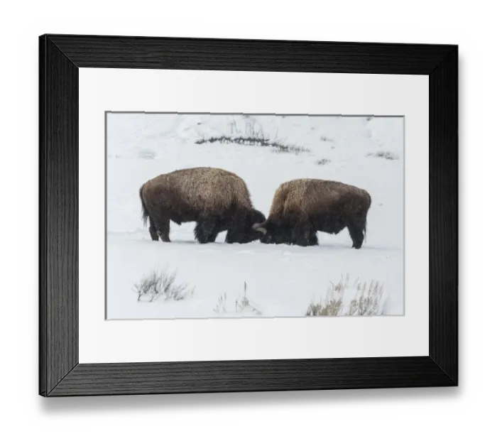 Framed Print : USA, Wyoming, Yellowstone National Park. Bisons sparring Framed Print : USA, Wyoming, Yellowstone National Park. Bisons sparring