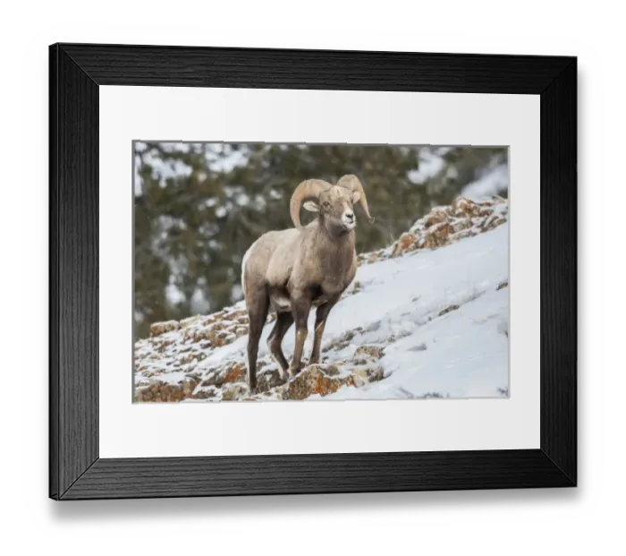 Framed Print : USA, Wyoming, Yellowstone National Park. Bighorn sheep standing in snow. Credit as