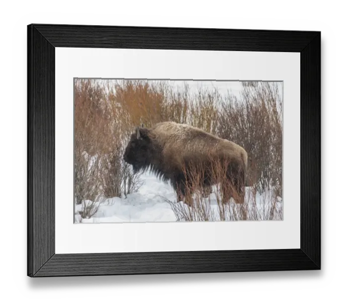 Framed Print : USA, Wyoming, Yellowstone National Park. Bison standing in snow Framed Print : USA, Wyoming, Yellowstone National Park. Bison standing in snow