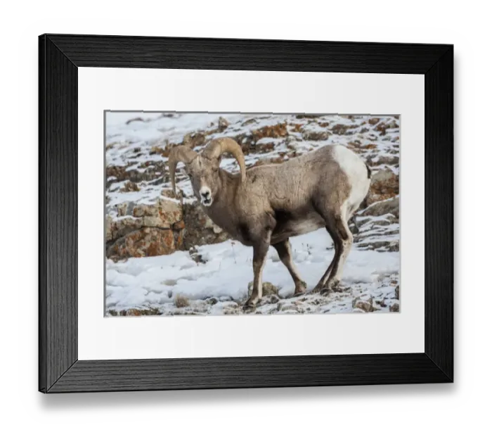 Framed Print : USA, Wyoming, Yellowstone National Park. Bighorn sheep standing in snow. Credit as Framed Print : USA, Wyoming, Yellowstone National Park. Bighorn sheep standing in snow. Credit as