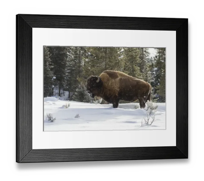 Framed Print : USA, Wyoming, Yellowstone National Park. Bison standing in snow Framed Print : USA, Wyoming, Yellowstone National Park. Bison standing in snow