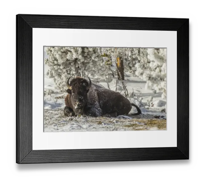 Framed Print : USA, Wyoming, Yellowstone National Park. Bison resting on snowy ground. Credit as Framed Print : USA, Wyoming, Yellowstone National Park. Bison resting on snowy ground. Credit as