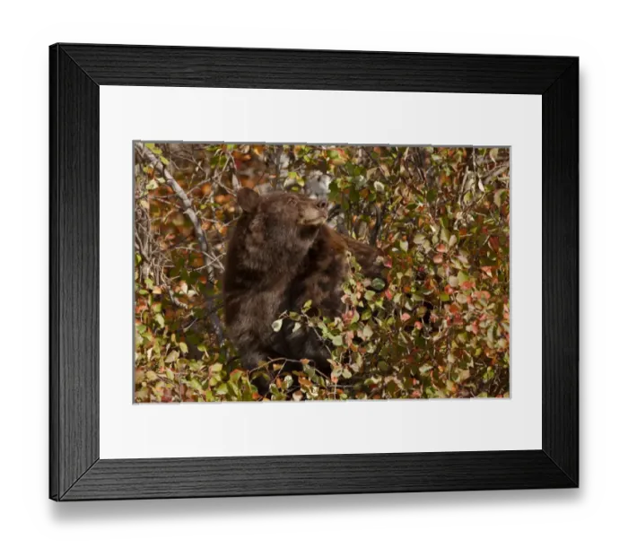 Framed Print : USA, Wyoming, Grand Teton National Park. Black bear searching for autumn berries Framed Print : USA, Wyoming, Grand Teton National Park. Black bear searching for autumn berries