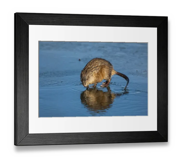 Framed Print : USA, Wyoming, Jackson Hole. Muskrat reflecting in water Framed Print : USA, Wyoming, Jackson Hole. Muskrat reflecting in water