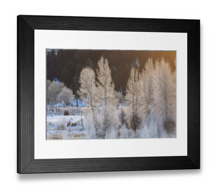 Framed Print : USA, Wyoming, Grand Teton National Park. Frosted trees and elk Framed Print : USA, Wyoming, Grand Teton National Park. Frosted trees and elk