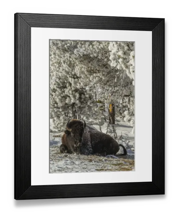 Framed Print : USA, Wyoming, Yellowstone National Park. Lone bison resting on snowy ground. Credit as Framed Print : USA, Wyoming, Yellowstone National Park. Lone bison resting on snowy ground. Credit as