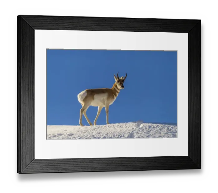 Framed Print : USA, Wyoming, Paradise Valley. Pronghorn antelope standing on hill Framed Print : USA, Wyoming, Paradise Valley. Pronghorn antelope standing on hill