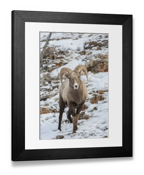 Framed Print : USA, Wyoming, Yellowstone National Park. Bighorn sheep standing in snow. Credit as Framed Print : USA, Wyoming, Yellowstone National Park. Bighorn sheep standing in snow. Credit as