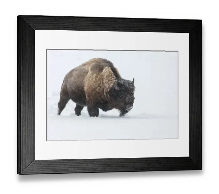 Framed Print : USA, Wyoming, Yellowstone National Park. Bison walking in snow Framed Print : USA, Wyoming, Yellowstone National Park. Bison walking in snow