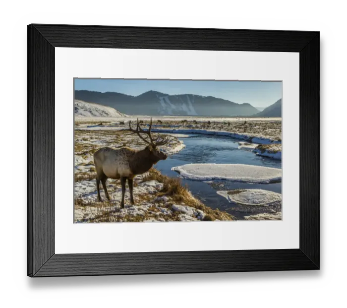 Framed Print : USA, Wyoming, National Elk Refuge. Male elk next to stream