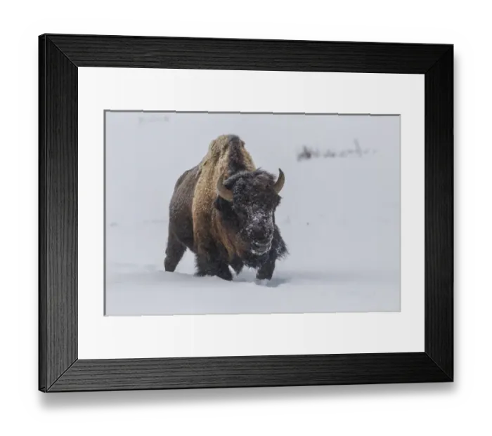 Framed Print : USA, Wyoming, Yellowstone National Park. Bison walking in snow Framed Print : USA, Wyoming, Yellowstone National Park. Bison walking in snow
