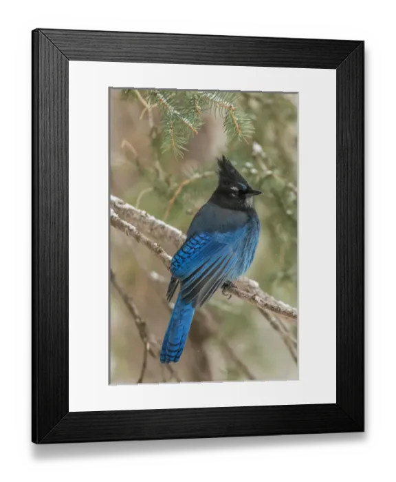Framed Print : USA, Wyoming, Yellowstone National Park. Stellers jay bird in tree. Credit as Framed Print : USA, Wyoming, Yellowstone National Park. Stellers jay bird in tree. Credit as