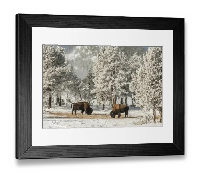 Framed Print : USA, Wyoming, Yellowstone National Park. Winter scenic of grazing bison. Credit as Framed Print : USA, Wyoming, Yellowstone National Park. Winter scenic of grazing bison. Credit as