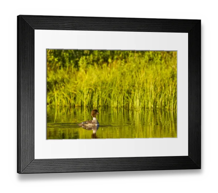 Framed Print : Female Barrows Goldeneye in Grand Teton National Park, Wyoming, USA Framed Print : Female Barrows Goldeneye in Grand Teton National Park, Wyoming, USA