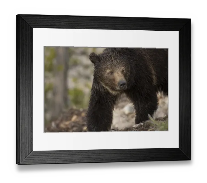 Framed Print : USA, Wyoming, Yellowstone National Park. Close-up of grizzly bear Framed Print : USA, Wyoming, Yellowstone National Park. Close-up of grizzly bear