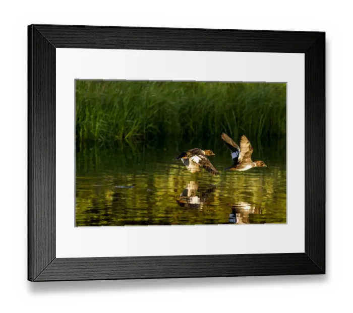 Framed Print : Female Barrows Goldeneyes in flight in Grand Teton National Park, Wyoming, USA Framed Print : Female Barrows Goldeneyes in flight in Grand Teton National Park, Wyoming, USA