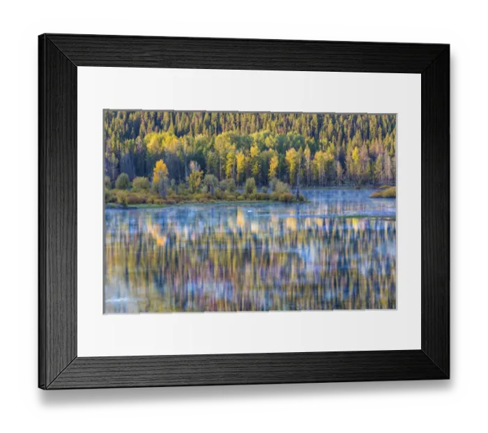 Framed Print : USA, Wyoming, Grand Teton National Park. Swans and forest reflection in lake. Credit as