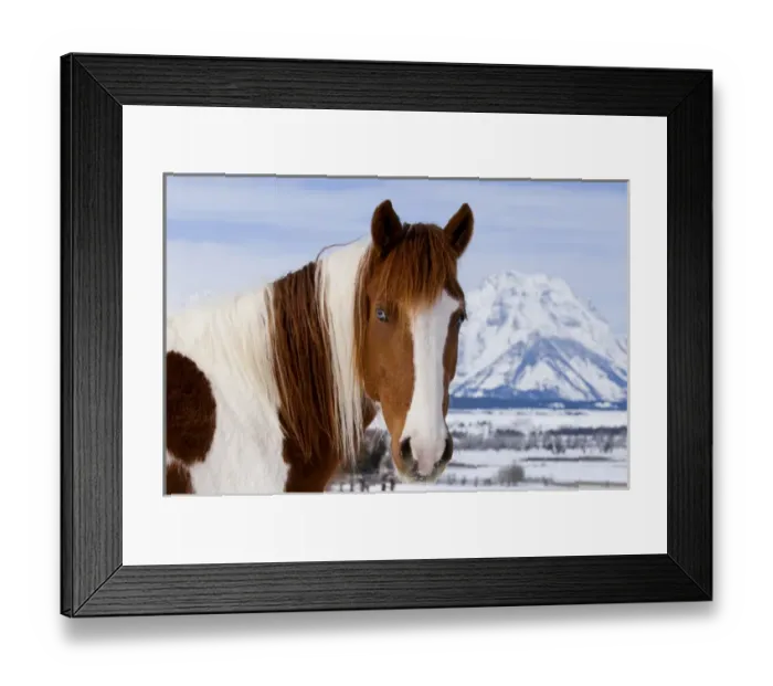 Framed Print : USA, Wyoming, Grand Teton National Park. Pinto horse and Mount Moran in winter. Credit as Framed Print : USA, Wyoming, Grand Teton National Park. Pinto horse and Mount Moran in winter. Credit as