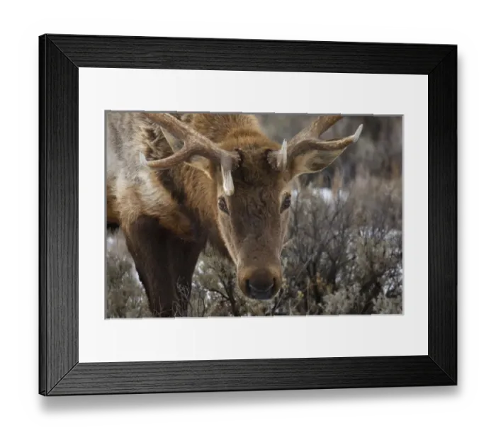 Framed Print : USA, Wyoming, Yellowstone National Park. Close-up of bull elk Framed Print : USA, Wyoming, Yellowstone National Park. Close-up of bull elk