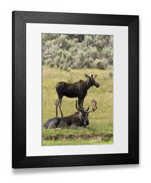 Framed Print : Moose along Interstate 80 at the Wyoming, Utah state border, USA