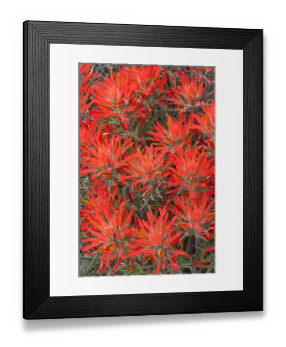 Framed Print : USA, Wyoming, Lincoln County, Desert Paintbrush close-up of flowers
