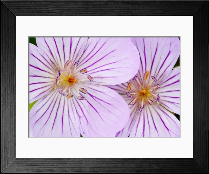 Framed Print : USA, Wyoming, Sublette County, Close-up of two Sticky Geranium flowers Framed Print : USA, Wyoming, Sublette County, Close-up of two Sticky Geranium flowers