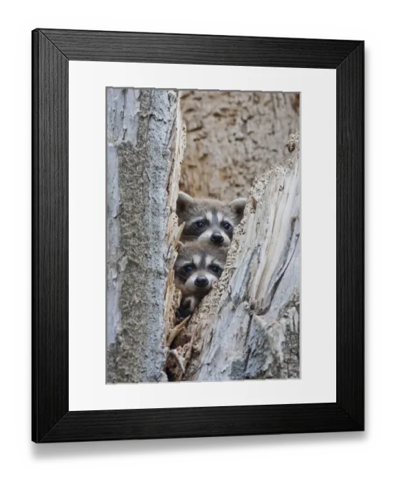 Framed Print : USA, Wyoming, Lincoln County, Raccoon young looking out cavity in snag Framed Print : USA, Wyoming, Lincoln County, Raccoon young looking out cavity in snag