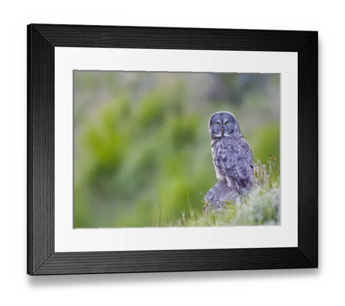 Framed Print : USA, Wyoming, Yellowstone National Park, Great Gray Owl hunting from rock