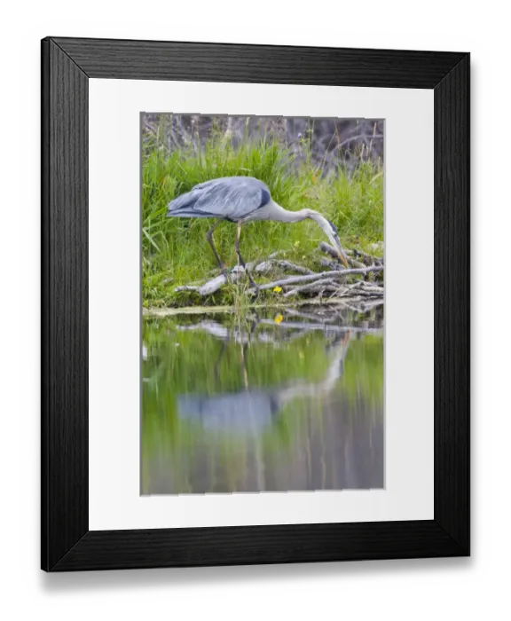 Framed Print : USA, Wyoming, Grand Teton National Park, Great Blue Heron hunting along shore of pond