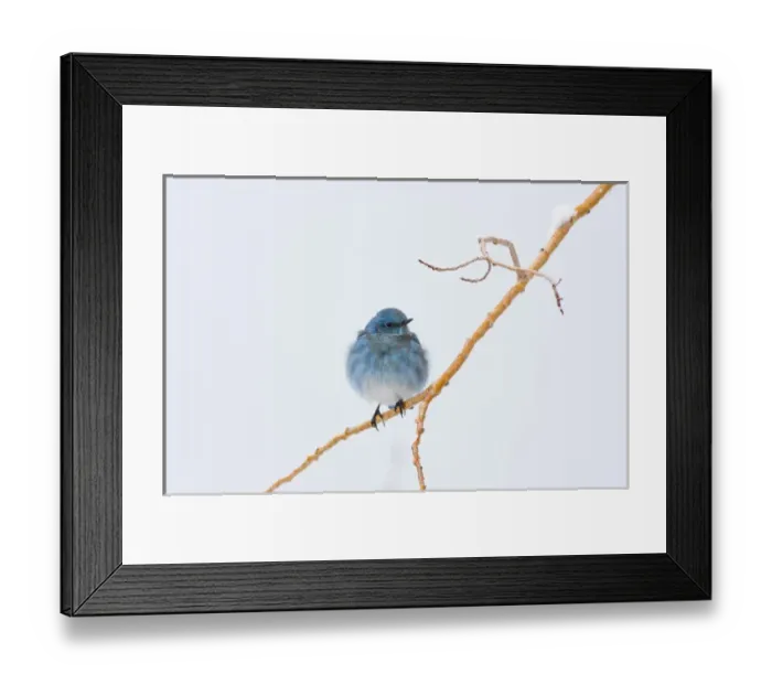 Framed Print : USA, Wyoming, Sublette County, Migrating Mountain Bluebird perched on branch Framed Print : USA, Wyoming, Sublette County, Migrating Mountain Bluebird perched on branch