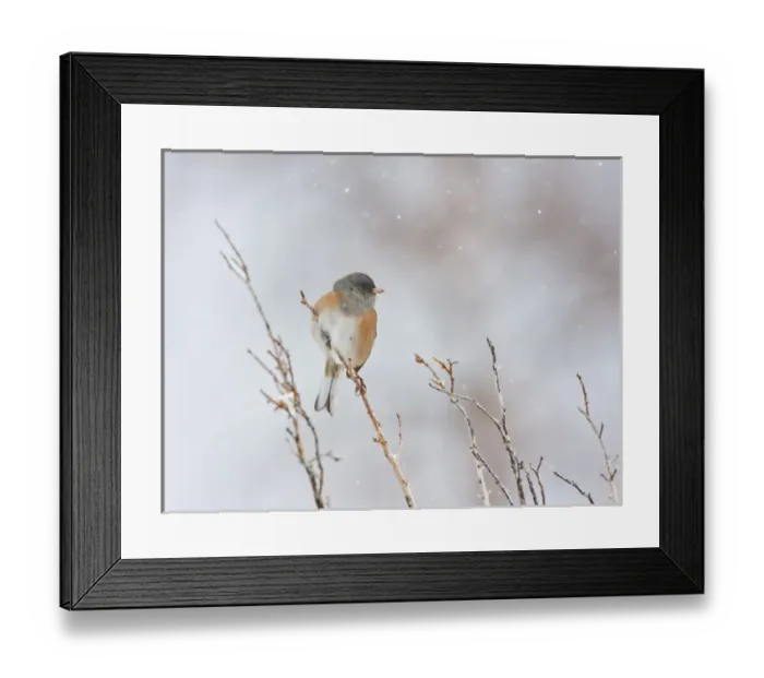 Framed Print : USA, Wyoming, Sublette County, Dark-eyed Junco perched on branch in snowstorm Framed Print : USA, Wyoming, Sublette County, Dark-eyed Junco perched on branch in snowstorm