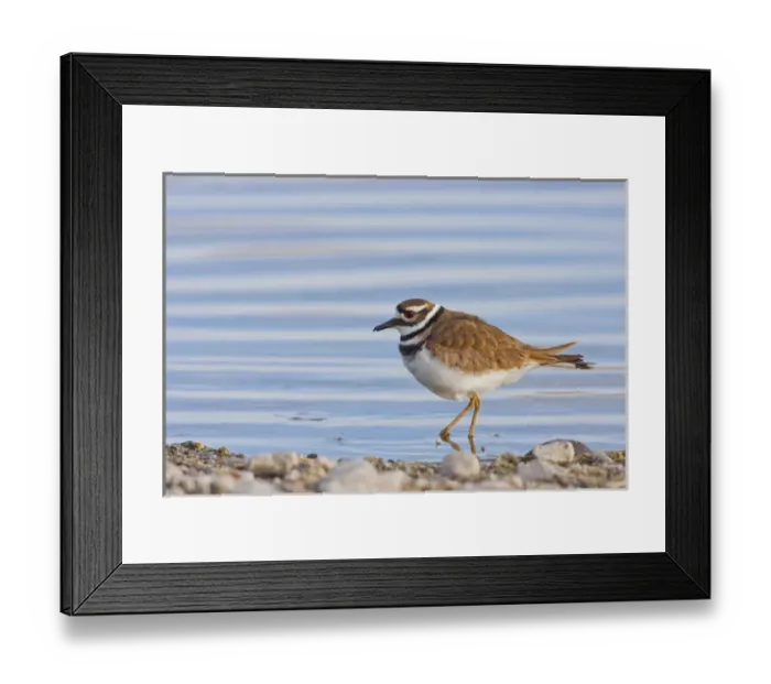 Framed Print : USA, Wyoming, Sublette County, Killdeer wading in pond