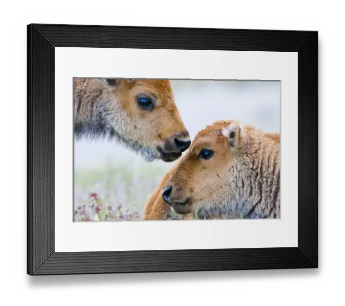 Framed Print : USA, Wyoming, Yellowstone National Park, Bison calves greeting each other Framed Print : USA, Wyoming, Yellowstone National Park, Bison calves greeting each other