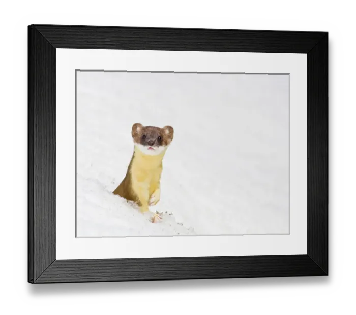 Framed Print : USA, Wyoming, Sublette County, Summer coat Long-tailed Weasel in snowdrift Framed Print : USA, Wyoming, Sublette County, Summer coat Long-tailed Weasel in snowdrift
