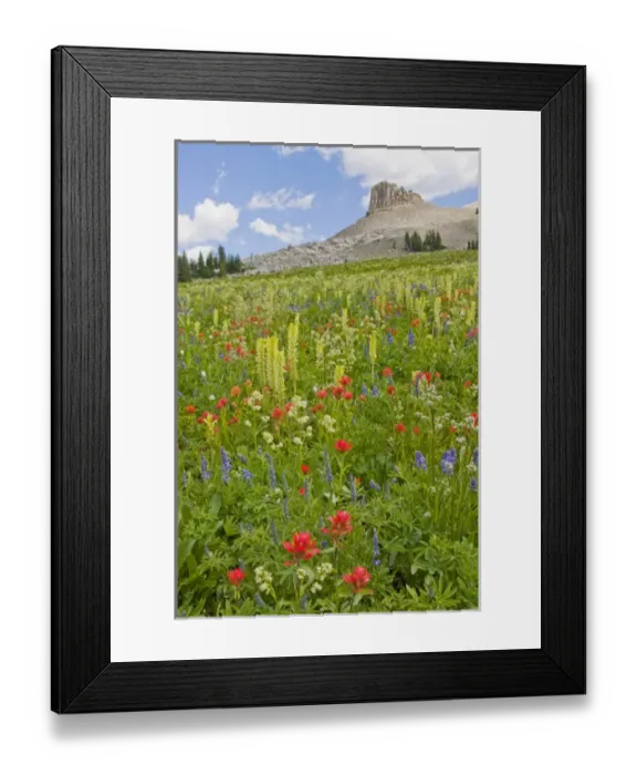 Framed Print : USA, Wyoming, Grand Teton National Park, Spearhead Peak with a foreground of a wildflower Framed Print : USA, Wyoming, Grand Teton National Park, Spearhead Peak with a foreground of a wildflower