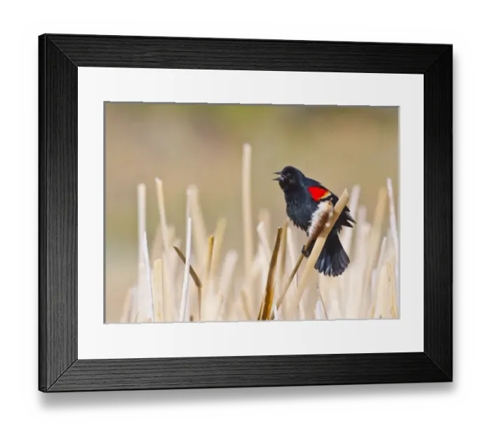 Framed Print : USA, Wyoming, Sublette County, Male Red-winged Blackbird singing in cattail marsh Framed Print : USA, Wyoming, Sublette County, Male Red-winged Blackbird singing in cattail marsh