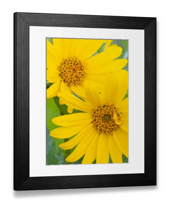 Framed Print : USA, Wyoming, Sublette County, Close-up of two Arrowleaf Balsamroot flowers in bloom Framed Print : USA, Wyoming, Sublette County, Close-up of two Arrowleaf Balsamroot flowers in bloom