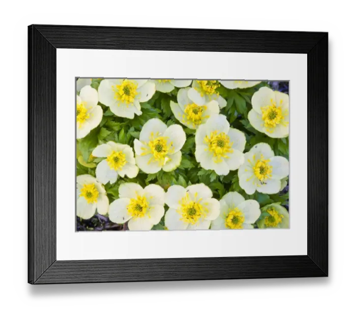 Framed Print : USA, Wyoming, Sublette County, Close-up of a group of Globeflower in bloom