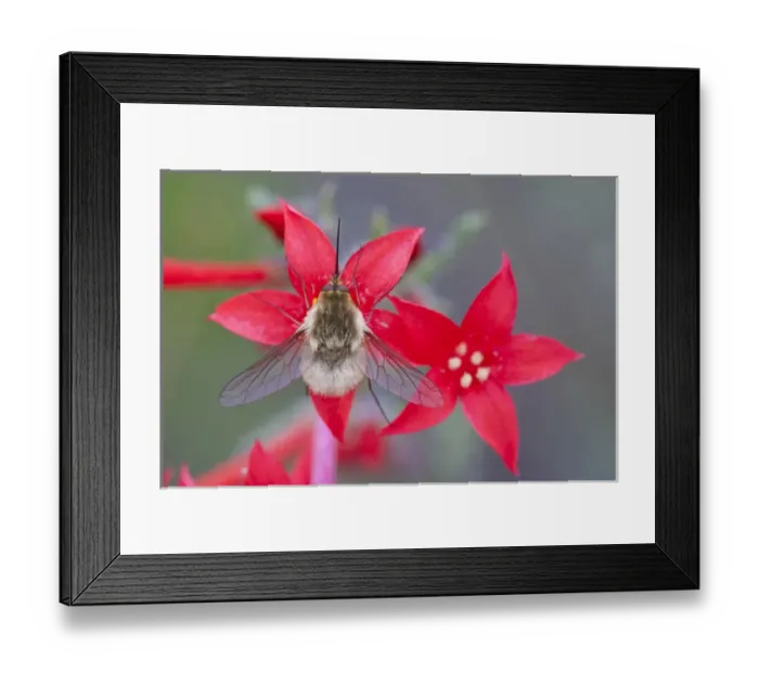 Framed Print : USA, Wyoming, Sublette County, Bee Fly with probiscus showing on Scarlet Gilia flowers
