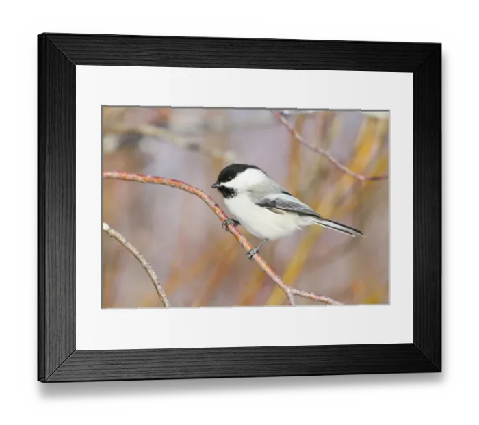 Framed Print : USA, Wyoming, Sublette County, Black-capped Chickadee perched on will stem Framed Print : USA, Wyoming, Sublette County, Black-capped Chickadee perched on will stem