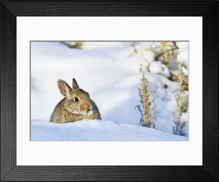 Framed Print : USA, Wyoming, Sublette County, Nuttalls Cottontail rabbit sitting in snow in Framed Print : USA, Wyoming, Sublette County, Nuttalls Cottontail rabbit sitting in snow in