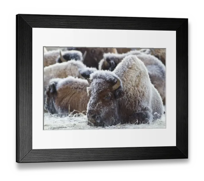 Framed Print : USA, Wyoming, Yellowstone National Park, Frost covered Bison herd in geyser basin Framed Print : USA, Wyoming, Yellowstone National Park, Frost covered Bison herd in geyser basin