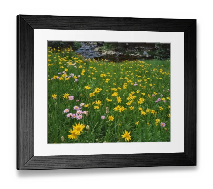 Framed Print : USA, Wyoming, Big Creek in Medicine Bow National Forest. Golden mountain arnicas along stream Framed Print : USA, Wyoming, Big Creek in Medicine Bow National Forest. Golden mountain arnicas along stream