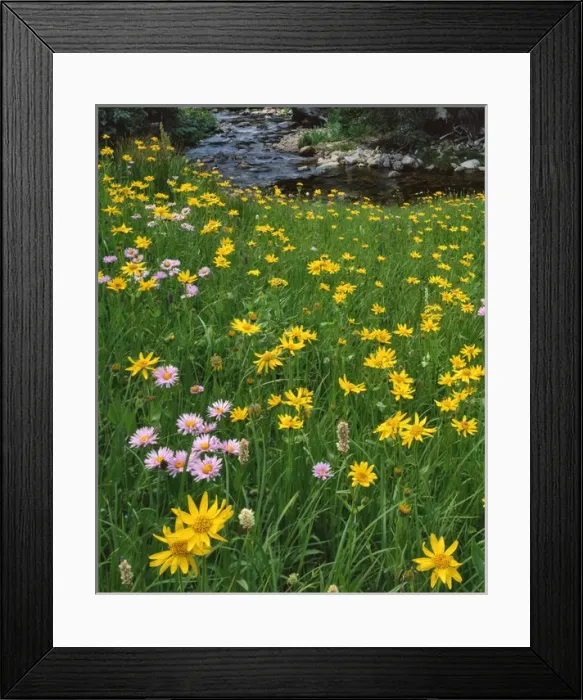 Framed Print : USA, Wyoming, Big Creek in Medicine Bow National Forest. Golden mountain arnicas along stream
