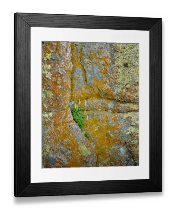 Framed Print : USA, Wyoming, Vedauwoo Park. Poker heuchera plant on cliff face Framed Print : USA, Wyoming, Vedauwoo Park. Poker heuchera plant on cliff face